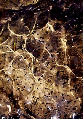 포토 JPG 동물 척추동물 개구리 양서류 사람없음 개구리알 국내포토 알 파일형식