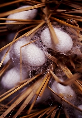 포토 JPG 사람없음 누에 고치 명주 명주실 국내포토 파일형식