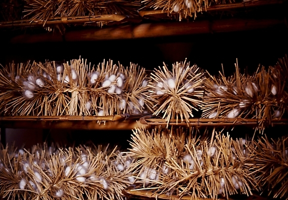 포토 JPG 사람없음 누에 고치 명주 명주실 국내포토 파일형식