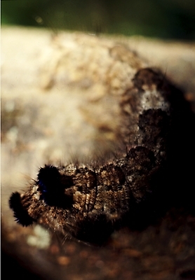 포토 JPG 동물 곤충 절지류 사람없음 송충이 국내포토 파일형식