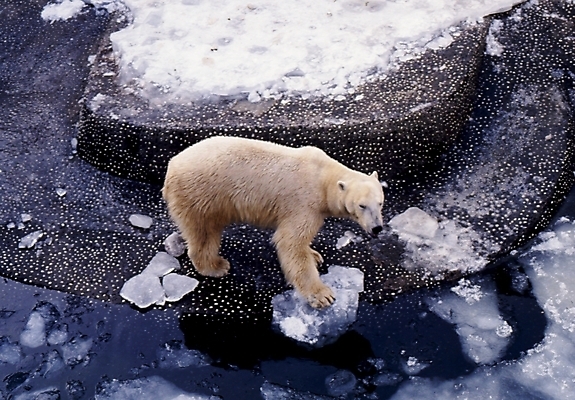 포토 JPG 주간 동물 척추동물 한마리 육지동물 계절 겨울 곰 포유류 사람없음 야외 얼음 북극곰 국내포토 자연요소 1 파일형식