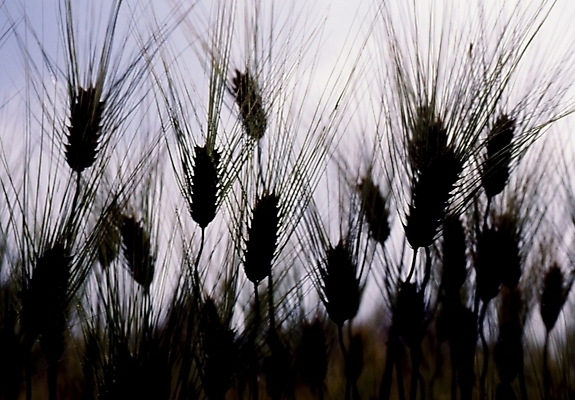 포토 JPG 주간 식물 하늘 그림자 사람없음 야외 보리 국내포토 자연요소 곡류 파일형식