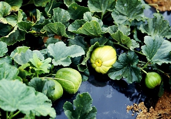 포토 JPG 주간 식물 잎 밭 과일 사람없음 야외 물 참외 제철 참외밭 제철과일 국내포토 자연요소 농업 파일형식