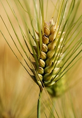 포토 JPG 주간 식물 사람없음 야외 봄 보리 국내포토 자연요소 계절 곡류 파일형식