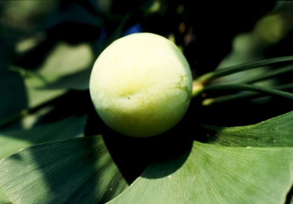 포토 JPG 식물 열매 잎 사람없음 은행잎 박 은행열매 국내포토 파일형식