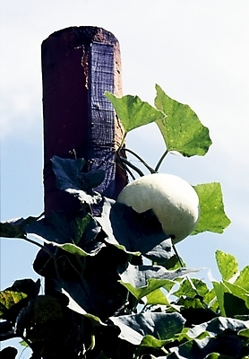 포토 JPG 주간 식물 호박 사람없음 야외 박 호박잎 국내포토 자연요소 잎 채소 파일형식