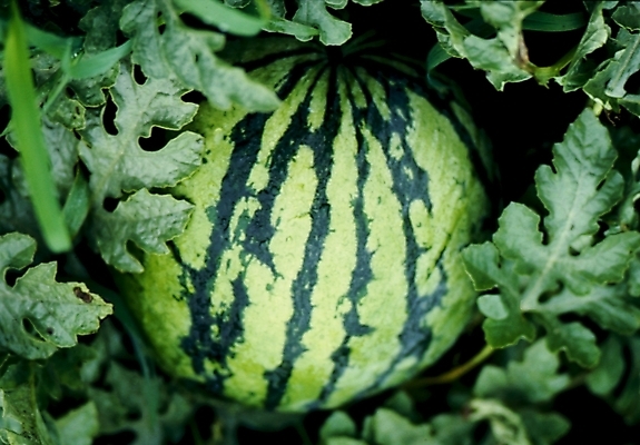 포토 JPG 식물 잎 과일 여름음식 수박 사람없음 제철음식 제철과일 국내포토 음식 제철 파일형식 여름_계절