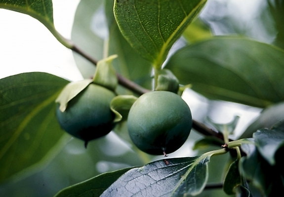 포토 JPG 주간 식물 열매 줄기 잎 과일 나뭇잎 감 사람없음 야외 나뭇가지 국내포토 자연요소 나무 파일형식