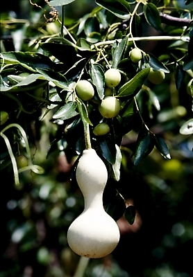 포토 JPG 주간 식물 열매 잎 나뭇잎 사람없음 야외 조롱박 국내포토 자연요소 파일형식