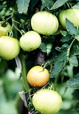포토 JPG 식물 음식 줄기 잎 토마토 채소 식재료 사람없음 국내포토 파일형식