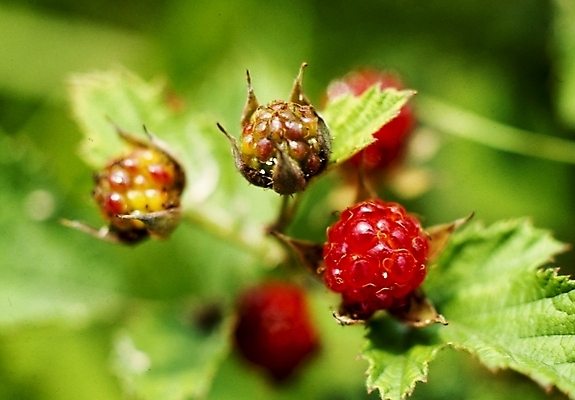 포토 JPG 식물 열매 잎 나뭇잎 사람없음 뱀딸기 국내포토 파일형식
