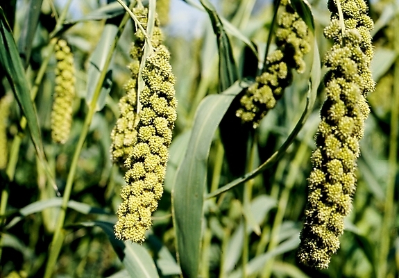 포토 JPG 식물 줄기 잎 사람없음 국내포토 파일형식