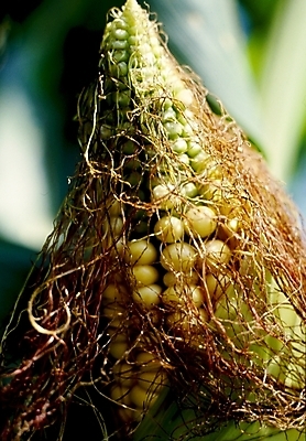 포토 JPG 식물 음식 식재료 옥수수 사람없음 국내포토 곡류 파일형식