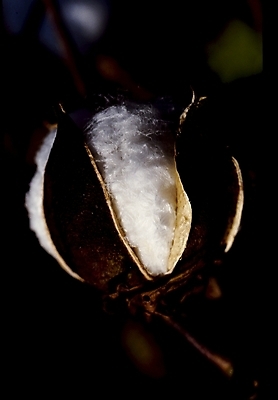 포토 JPG 식물 꽃 여름꽃 자연 사람없음 목화꽃 국내포토 생태계 파일형식 여름_계절