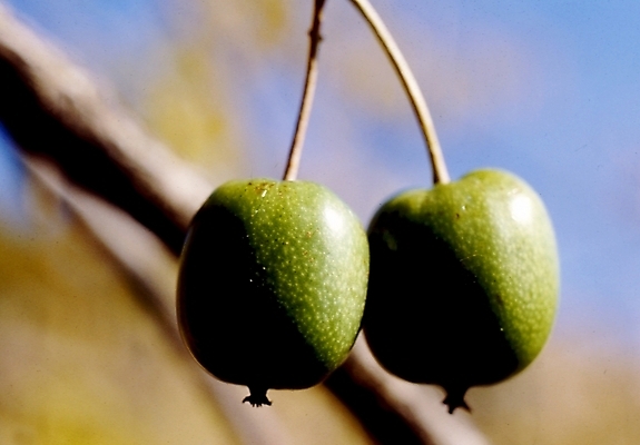 포토 JPG 주간 나무 식물 열매 과일 사람없음 야외 나뭇가지 앵두 국내포토 자연요소 파일형식