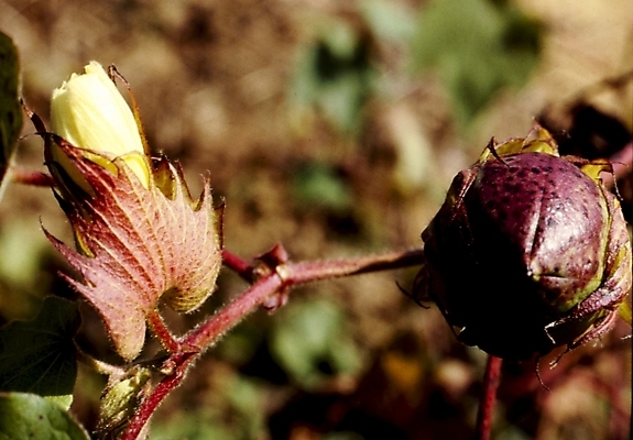 포토 JPG 주간 식물 꽃 줄기 여름꽃 자연 사람없음 야외 목화꽃 국내포토 자연요소 생태계 파일형식 여름_계절