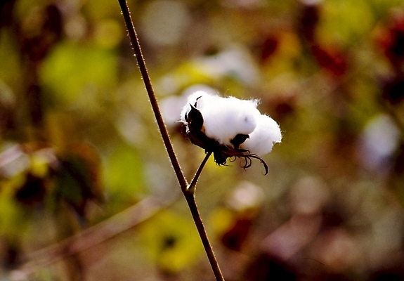 포토 JPG 주간 식물 줄기 여름꽃 자연 사람없음 야외 솜 목화꽃 국내포토 자연요소 꽃 생태계 파일형식 여름_계절