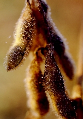 포토 JPG 주간 식물 음식 콩 사람없음 야외 완두콩 국내포토 자연요소 곡류 파일형식