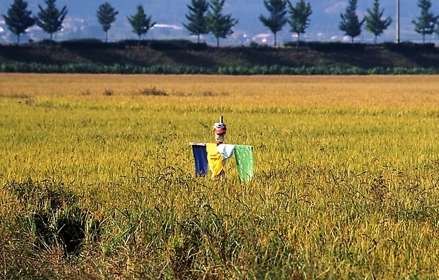 포토 JPG 주간 농업 곡류 논 풍경 사람없음 야외 농사 벼 농촌 시골 허수아비 풍년 국내포토 자연요소 산업 수확 파일형식