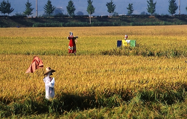포토 JPG 주간 농업 곡류 논 풍경 야외 농사 벼 농촌 시골 허수아비 풍년 국내포토 자연요소 산업 수확 파일형식