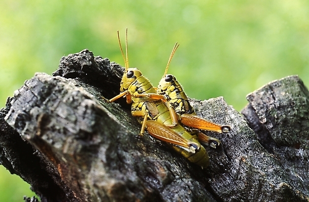 포토 JPG 동물 곤충 두마리 절지류 사람없음 여치 국내포토 2 파일형식