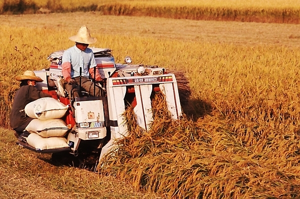 포토 JPG 주간 농업 곡류 논 풍경 야외 농사 기계 추수 벼 농촌 시골 중장비 농기구 풍년 국내포토 자연요소 산업 수확 산업장비 파일형식