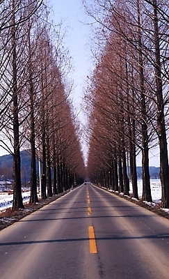 포토 JPG 주간 나무 길 겨울 풍경 사람없음 야외 가로수 중앙선 차선_도로 국내포토 자연요소 식물 계절 도로 파일형식