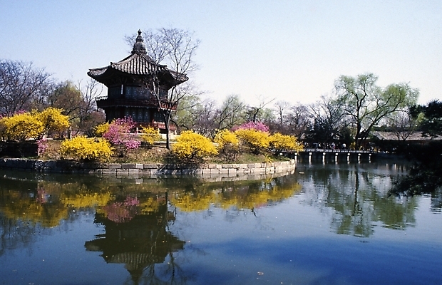 포토 JPG 주간 나무 식물 한국문화 한국전통 전통 시설물 건축 꽃 고건축 한국건축 한국 풍경 사람없음 야외 동양건축 봄 궁전 문화재 연못 경복궁 향원정 향원지 국내포토 자연요소 동양문화 건축물 계절 아시아 누각 파일형식 동양