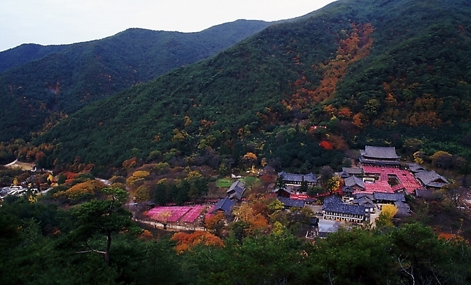 포토 JPG 주간 한국문화 한국전통 시설물 건축 종교 고건축 불교 한국건축 산 사람없음 야외 동양건축 문화재 화엄사 국내포토 자연요소 동양문화 전통 건축물 한국 구례 파일형식 동양