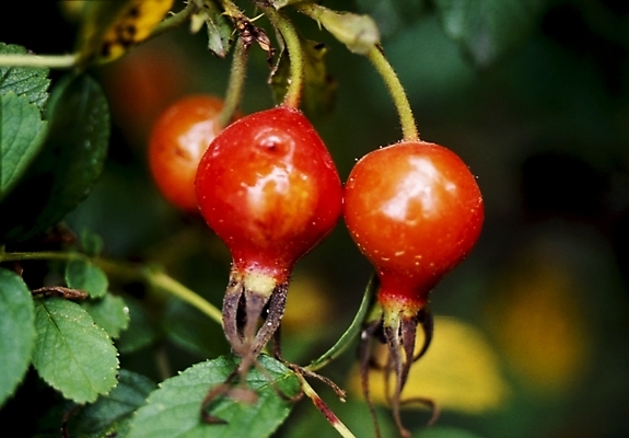 포토 JPG 식물 열매 잎 나뭇잎 사람없음 산사나무 산사나무열매 국내포토 나무 파일형식