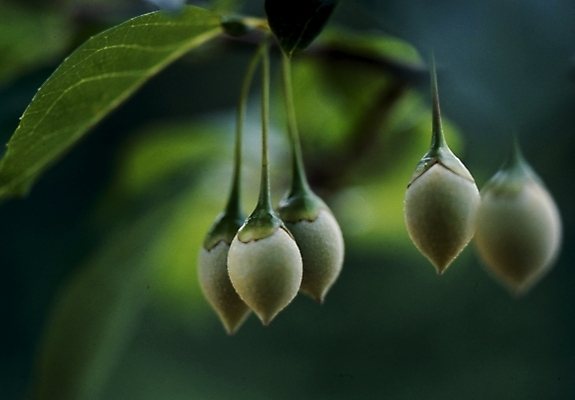 포토 JPG 식물 열매 잎 나뭇잎 사람없음 체리 국내포토 과일 파일형식