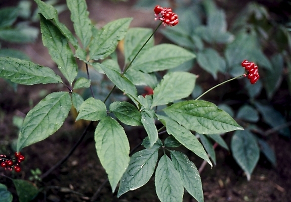 포토 JPG 식물 열매 꽃 잎 봄꽃 자연 나뭇잎 사람없음 산수유 국내포토 봄 생태계 파일형식