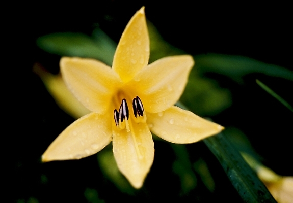 포토 JPG 식물 꽃잎 꽃 잎 여름꽃 자연 사람없음 노란색 물방울 이슬 원추리 국내포토 컬러 생태계 나물 파일형식 여름_계절