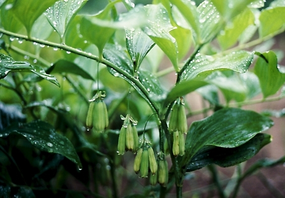 포토 JPG 식물 꽃 줄기 잎 여름꽃 자연 사람없음 둥글레 국내포토 생태계 파일형식 여름_계절