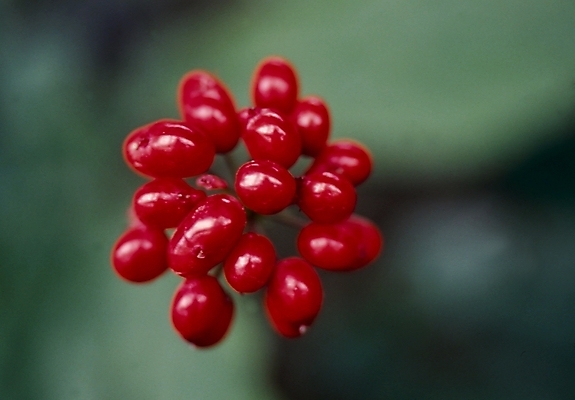 포토 JPG 식물 열매 꽃 과일 봄꽃 자연 사람없음 산수유 산수유열매 국내포토 봄 생태계 파일형식
