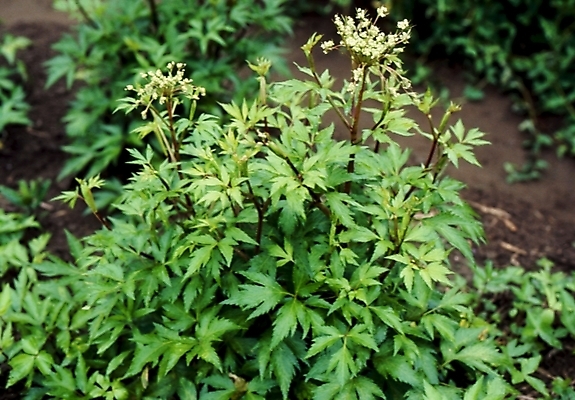 포토 JPG 식물 꽃 잎 사람없음 야외 초록색 하이앵글 풀 당귀 국내포토 뷰포인트 컬러 약재 파일형식