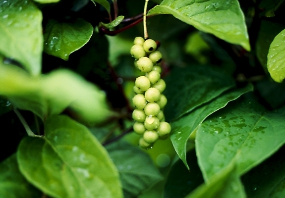 포토 JPG 식물 열매 과일 나뭇잎 사람없음 머루 국내포토 잎 파일형식