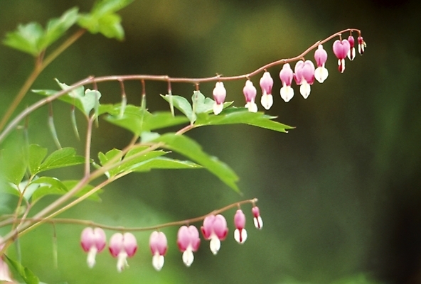 포토 JPG 식물 꽃잎 꽃 줄기 분홍색 잎 봄꽃 자연 사람없음 금낭화 국내포토 컬러 봄 생태계 파일형식