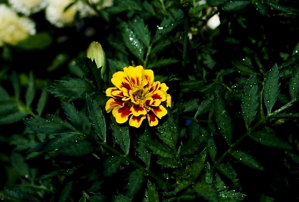 포토 JPG 식물 꽃잎 꽃 잎 여름꽃 자연 나뭇잎 사람없음 노란색 금잔화 국내포토 컬러 생태계 파일형식 여름_계절