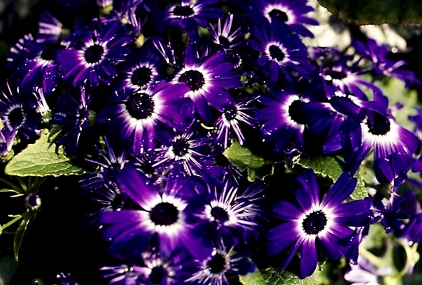 포토 JPG 식물 꽃잎 꽃 잎 사람없음 시네라리아 국내포토 파일형식