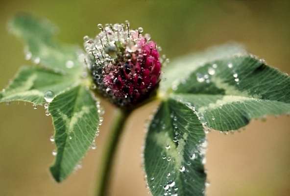 포토 JPG 식물 꽃 잎 여름꽃 자연 사람없음 엉겅퀴 국내포토 생태계 파일형식 여름_계절