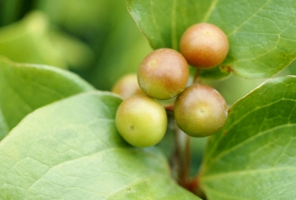 포토 JPG 식물 열매 잎 과일 나뭇잎 사람없음 앵두 국내포토 파일형식