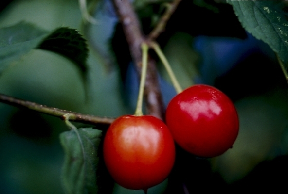 포토 JPG 식물 열매 잎 나뭇잎 사람없음 나뭇가지 체리 국내포토 나무 과일 파일형식