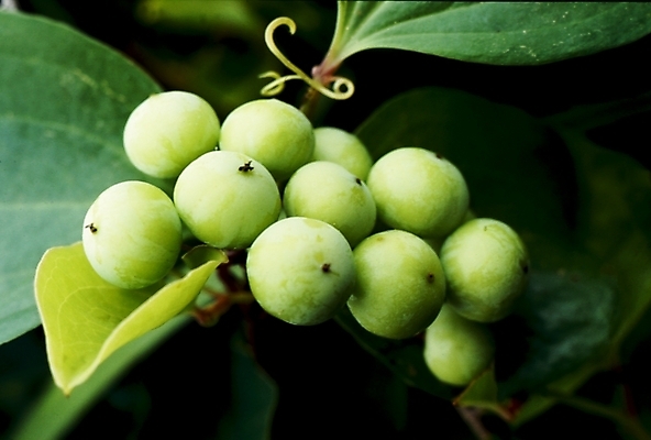 포토 JPG 식물 열매 잎 나뭇잎 사람없음 국내포토 파일형식