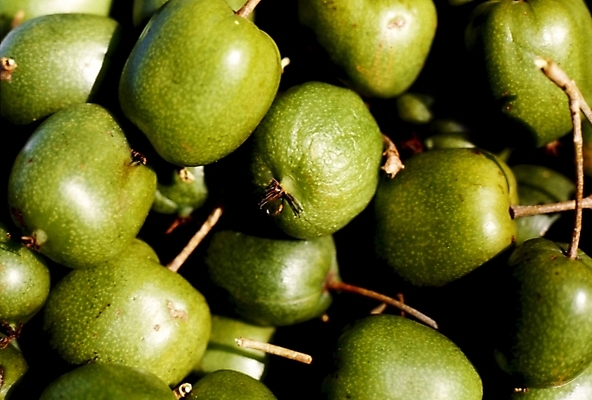 포토 JPG 식물 열매 음식 과일 사람없음 대추 국내포토 파일형식