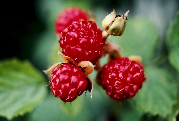 포토 JPG 식물 열매 꽃 잎 봄꽃 자연 나뭇잎 사람없음 뱀딸기 국내포토 봄 생태계 파일형식