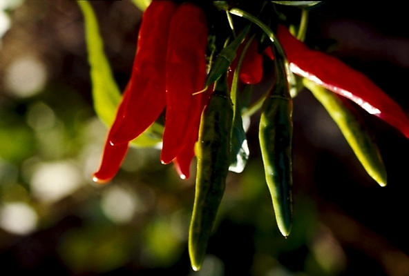 포토 JPG 식물 음식 채소 식재료 고추 사람없음 빨간색 국내포토 컬러 파일형식