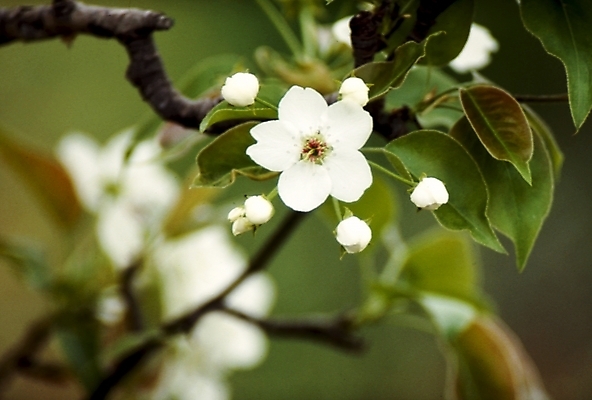 포토 JPG 나무 식물 꽃잎 꽃 여러송이 잎 나뭇잎 사람없음 흰색 나뭇가지 사과꽃 국내포토 컬러 다수 파일형식