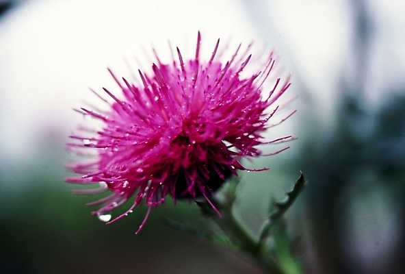 포토 JPG 주간 식물 꽃잎 꽃 분홍색 여름꽃 자연 사람없음 야외 엉겅퀴 국내포토 자연요소 컬러 생태계 파일형식 여름_계절