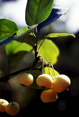 포토 JPG 주간 식물 열매 과일 나뭇잎 사람없음 야외 피라칸타 국내포토 자연요소 잎 파일형식